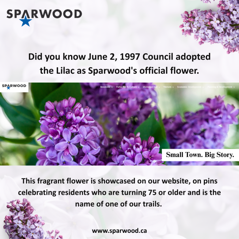 Celebrating Sparwood's Official Flower